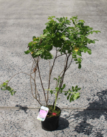 Rosa rugosa   pot   40 60 cm  