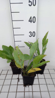 Rudbeckia maxima   pot 9x9 cm