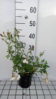 Rosa 'White Fairy'   pot 1,3L  