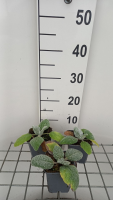 Salvia argentea   pot 9x9 cm