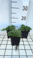 Saponaria 'Bressingham'   pot 9x9 cm