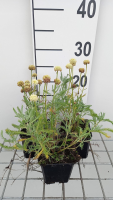 Santolina chamaecyparissus 'Edward Bowles'   pot 9x9 cm
