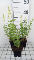 Salvia greggii 'Alba'   pot 9x9 cm