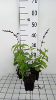 Salvia guaranitica 'Black and Blue'   pot 9x9 cm  