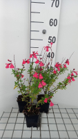 Salvia greggii 'Lipstick'   pot 9x9 cm