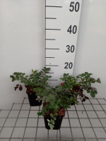 Sanguisorba menziesii   pot 9x9 cm