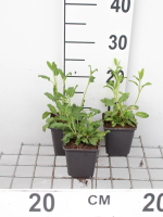 Salvia nemorosa   pot 9x9 cm