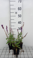 Salvia nemorosa 'Lubeca'   pot 9x9 cm  