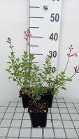 Salvia microphylla 'Pink Beauty'   pot 9x9 cm  