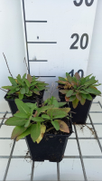 Salvia nemorosa 'Flor Sal Dblue' (Sensation Deep Blue Improved, Sensation Compact Deep Blue)   pot 9x9 cm  