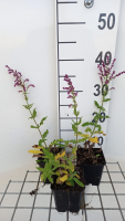 Salvia nemorosa 'Schwellenburg'   pot 9x9 cm