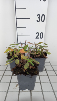 Salvia nemorosa 'Sensation Deep Rose'   pot 9x9 cm