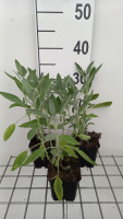 Salvia officinalis 'Albiflora'   pot 9x9 cm (Echte salie)  