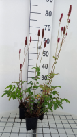 Sanguisorba 'Blackthorn'   pot 9x9 cm  