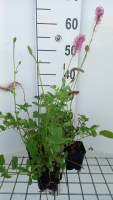 Sanguisorba obtusa   pot 9x9 cm  