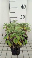 Salvia officinalis 'Growers Friend'   pot 9x9 cm