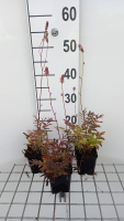 Sanguisorba officinalis 'Pink Tanna'   pot 9x9 cm