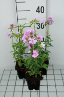 Saponaria officinalis 'Rosea Plena'   pot 9x9 cm