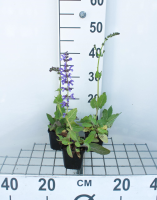 Salvia pratensis   pot 9x9 cm  