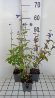 Salvia patens 'Royal Blue'   pot 9x9 cm  