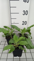 Salvia pratensis 'Sky Dance'   pot 9x9 cm