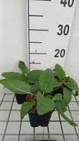 Salvia pratensis 'Swan Lake'   pot 9x9 cm