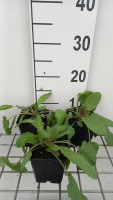 Salvia nemorosa 'Serenade'   pot 9x9 cm