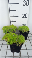 Sagina subulata 'Aurea'   pot 9x9 cm  
