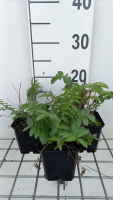 Sanguisorba tenuifolia var. Alba   pot 9x9 cm