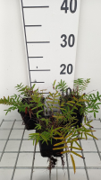 Sanguisorba tenuifolia var. Purpurea   pot 9x9 cm