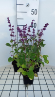Salvia verticillata 'Endless Love'   pot 9x9 cm