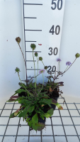 Scabiosa columbaria 'Nana'   pot 9x9 cm
