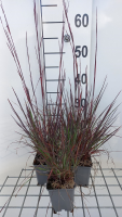 Schizachyrium scoparium 'Blue Heaven'   pot 9x9 cm  