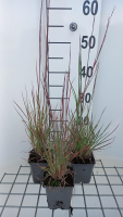 Schizachyrium scoparium 'Prairie Blues'   pot 9x9 cm  