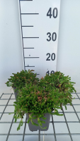 Sedum acre 'Aureum'   pot 9x9 cm  