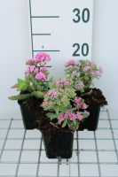 Sedum 'Abbeydore'   pot 9x9 cm