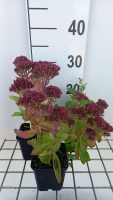 Sedum 'Carl'   pot 9x9 cm  