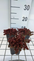 Sedum 'Chocolate Ball'   pot 9x9 cm