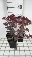 Sedum 'José Aubergine'   pot 9x9 cm