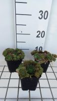 Sempervivum 'Othello'   pot 9x9 cm  