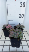Sedum alboroseum 'Mediovariegatum'   pot 9x9 cm  