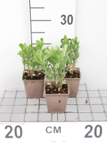 Sedum telephium 'Munstead Purple'   pot 9x9 cm