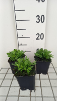 Silene schafta 'Splendens'   pot 9x9 cm