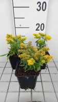 Solidago 'Laurin'   pot 9x9 cm