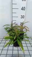 Solidago 'Loysder Crown'   pot 9x9 cm