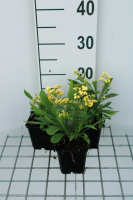 X Solidaster luteus 'Lemore'   pot 9x9 cm