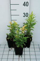 Solidago 'Strahlenkrone'   pot 9x9 cm