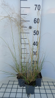 Sporobolus airoides   pot 9x9 cm