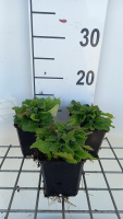 Stachys officinalis   pot 9x9 cm  