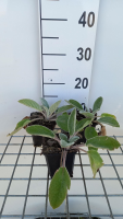 Stachys byzantina 'Big Ears'   pot 9x9 cm  